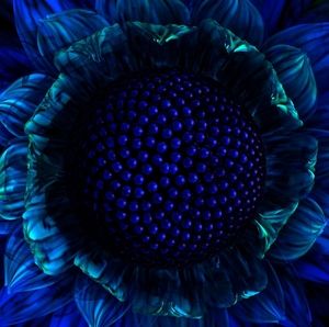 Meet your Posher, Norma